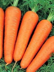 Морковь Мустанг (25 000 шт)