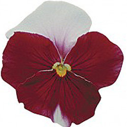 Виола крупноцветковая Динамит Бекон Роуз (1000 штук)