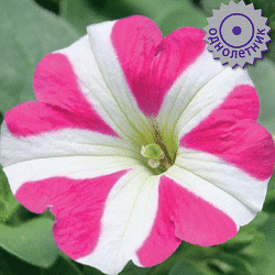 Петуния крупноцветковая Танго Розовая с белой звездой (30 штук)