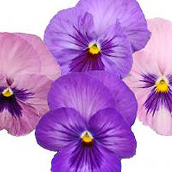 Виола крупноцветковая Динамит Лавендер (100 штук)