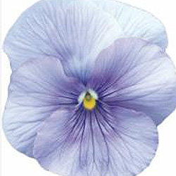 Виола крупноцветковая Динамит Лайт блю (100 штук)