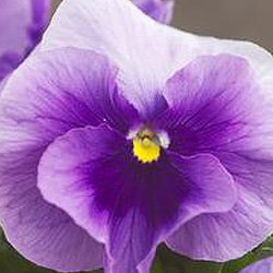 Виола крупноцветковая Динамит Блю Центр (1000 штук)