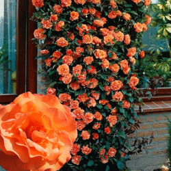 Роза плетистая Менатоя (3 шт)