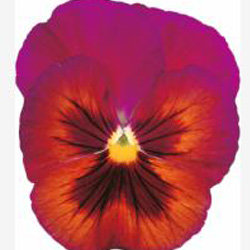 Виола крупноцветковая Динамит Вин Флеш (1000 штук)