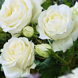 Роза флорибунда Кристал (3 шт)