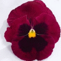 Виола крупноцветковая Динамит Дип Роуз виз Блотч (1000 штук)