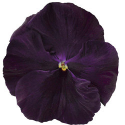 Виола крупноцветковая Колоссус Парпл виз Блотч (100 штук)