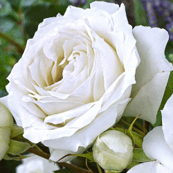 Роза чайно-гибридная Вайт Симфония (3 шт)