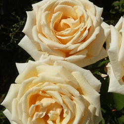Роза чайно-гибридная Даймонд Джубили (3 шт)