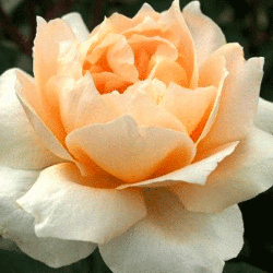 Роза чайно-гибридная Казанова (3 шт)