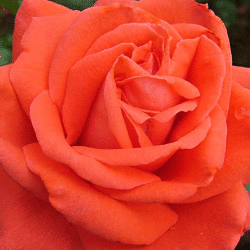 Роза чайно-гибридная Рамона (3шт)