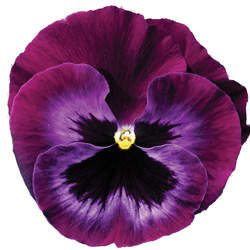 Виола крупноцветковая Колоссус Неон Виолет (100 штук)