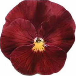 Виола крупноцветковая Динамит Роуз (1000 штук)