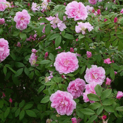 Роза парковая канадская Тереза Багнет (3 шт)
