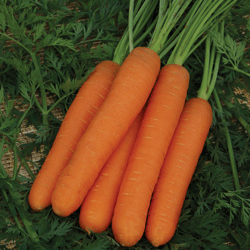 Морковь Нанте (500гр)