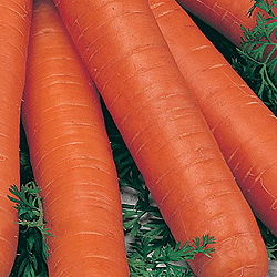 Морковь Ромоса (500гр)
