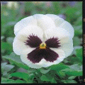 Виола крупноцветковая Иона Вайт виз роуз блотч