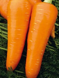Морковь Алтаир F1 (25000 штук)