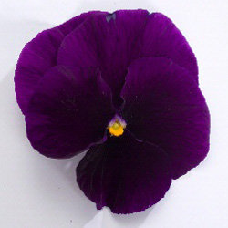 Виола крупноцветковая Динамит Парпл (100 штук)