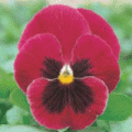Виола крупноцветковая Иона Роуз виз блотч