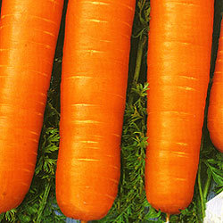 Морковь Ройал Форто (500 гр)