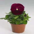 Виола крупноцветковая Инспайер Роуз (1000 штук)