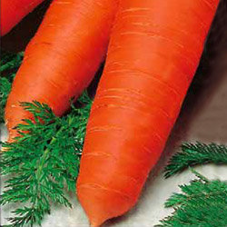 Морковь Флакке Агрони (500 гр)