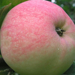 Яблоня Мельба (3 шт)