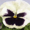 Виола крупноцветковая Фенси Вайт виз блотч