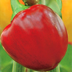 Перец сладкий Рубиновый (100гр)