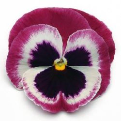 Виола крупноцветковая Матрикс Роуз Винг (1000 штук)