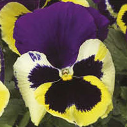Виола крупноцветковая Колоссус Триколор (100 штук)