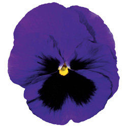 Виола крупноцветковая Колоссус Дип Блю виз Блотч (1000 штук)