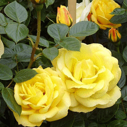 Роза флорибунда Артур Белл (3 шт)