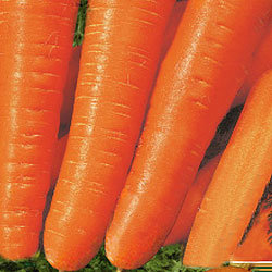 Морковь Вита Лонга (500 гр)