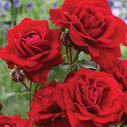 Роза флорибунда Стромболи (3 шт) 