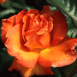 Роза чайна-гибридная Дорис Тистерман (3 шт)  