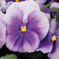 Виола крупноцветковая Селло Азур Блю (1000 штук)
