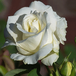 Роза чайна-гибридная Шопен (3 шт)  