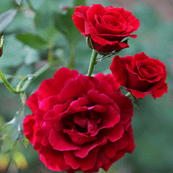 Роза плетистая Дон Жуан (3 шт)   