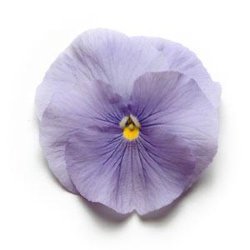 Виола крупноцветковая Матрикс Блю (100 штук)