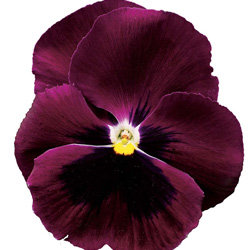 Виола крупноцветковая Колоссус Роуз виз Блотч (1000 штук)