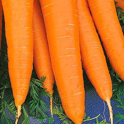 Морковь Лосиноостровская 13 (500гр)