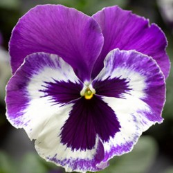 Виола крупноцветковая Дельта Спиди Виолет энд Вайт (100 штук)