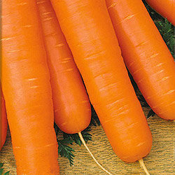 Морковь Нансткая 4