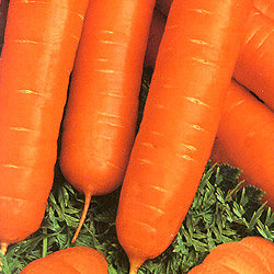 Морковь Осенний король (200гр)