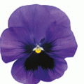 Виола крупноцветковая Динамит Блю Виз Блотч (1000 штук)