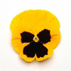 Виола крупноцветковая Матрикс Еллоу Блотч (100 штук)