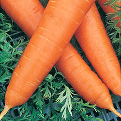 Морковь Роте ризен (500гр)