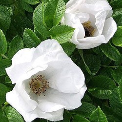 Роза морщинистая Альба (5 шт)